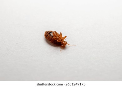 Dead bed bug and white background