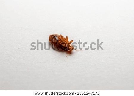 Dead bed bug and white background