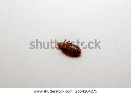 Dead bed bugs - white background