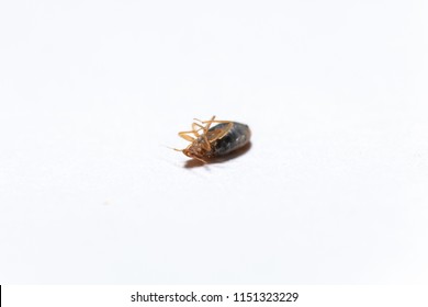 Dead Bedbug Isolated