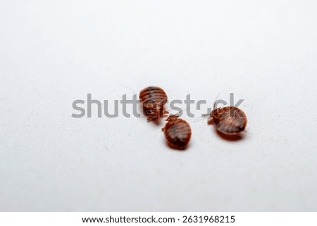 Dead bedbugs and white background