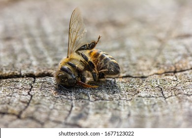 A Dead Bee Lies On A Log