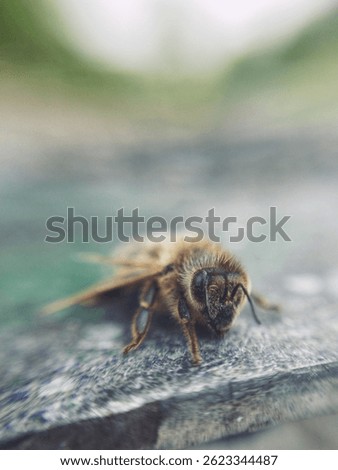 Dead bee lying on surface with blurred background scene