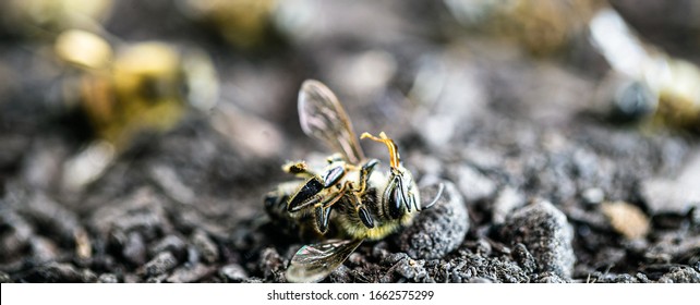 Dead Bee, On Dry Sandy Ground. Collapse Of Pollination Of The Environment Due To Ecological Problems.