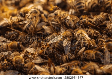 Dead bees in dry environment symbolizing heat stress and climate change impact. Drought and rising temperatures affect pollinators. Environmental awareness, ecology and global warming topics.