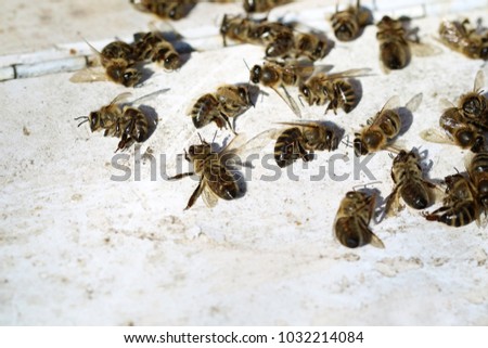 dead bees in front of beehive after winter with copy space
