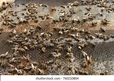 Dead Bees In Hive