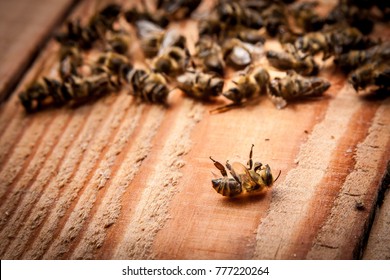 Dead Bees On Wooden Boards