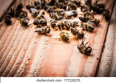 Dead Bees On Wooden Boards