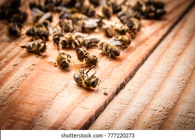 Dead Bees On Wooden Boards