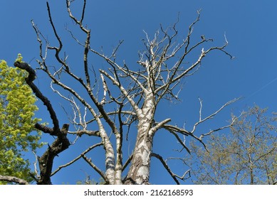 8,492 Dead Birch Images, Stock Photos & Vectors | Shutterstock