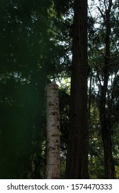 Dead Birch Tree Shot In Danish Forrest