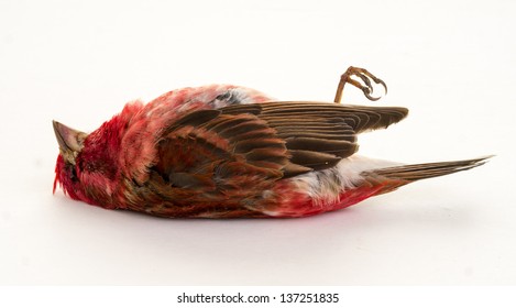 Dead Bird High Res Stock Images | Shutterstock