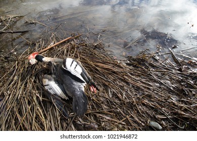 Dead Bird Along The Duwamish River