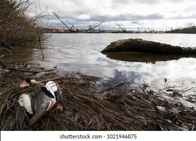 Dead Bird Along The Duwamish River