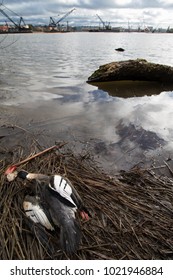 Dead Bird Along The Duwamish River