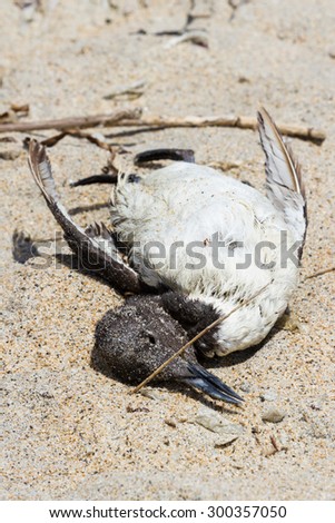 Similar – Image, Stock Photo Dead bird on beach Bird