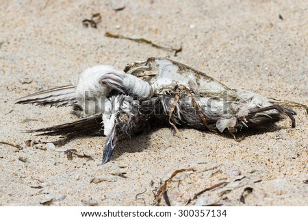 Similar – Image, Stock Photo Dead bird on beach Bird