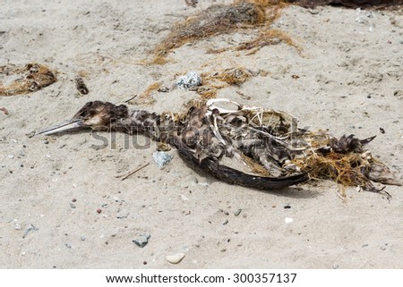 Similar – Image, Stock Photo Dead bird on beach Bird