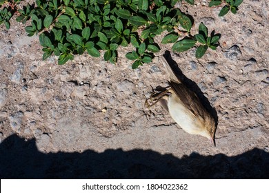 A Dead Bird (Common Grasshopper Warbler) On The Road