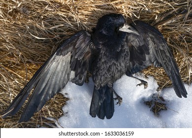 4,756 Dead Raven Images, Stock Photos & Vectors 