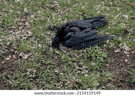 Dead bird crow in grass. Bird flu. Corpse of wild bird. Avian influenza Grippus avium. 