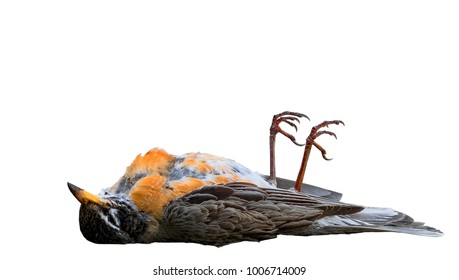 Dead Bird With Feet Up Isolated On White. American Robin,  Turdus Migratorius .