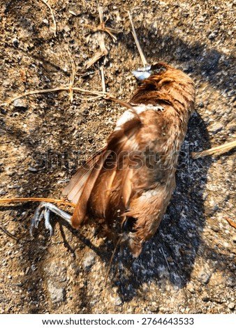 dead bird found int the middle of the road
