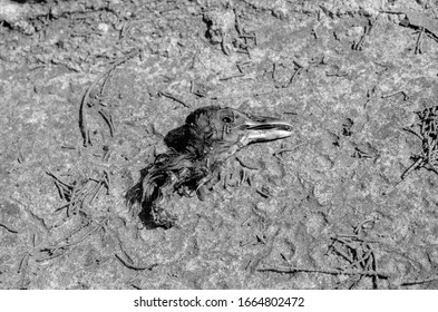 Dead Bird Head Into A Cemetery Used For Witchery, Santería Or Black Magic . Black And White Photography. 