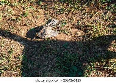 A Dead Bird Lies On The Ground And The Shadow Of A Cat Is Visible. 