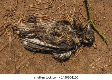 Dead Bird Near Yellow Craig East Stock Photo 1459804130 | Shutterstock