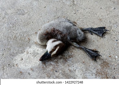 Dead Bird On Cement Floor ,baby Common Teal Dead By Dog Bite