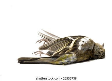 Dead Bird On White