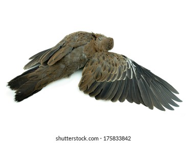 Dead Bird On White Background