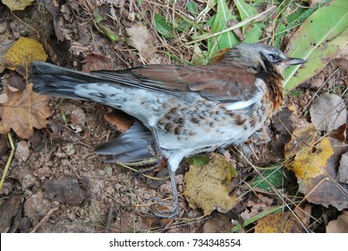 Dead Bird ouzel lies on the ground in the forest