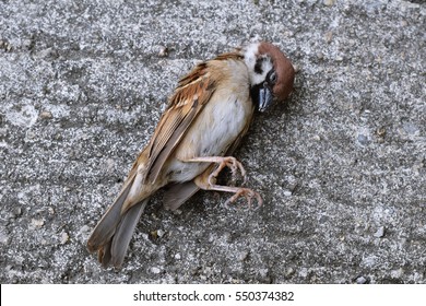 A Dead Bird In Road