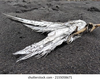 Dead Bird Skeleton Giant Decayed Washed Stock Photo 2155058671 ...