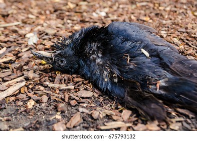 Dead Black Bird On Floor Brussels Stock Photo 675793132 | Shutterstock