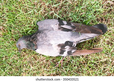 Dead Black Bird On Lawn