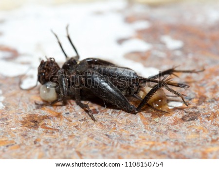 dead-black-cricket-insects-450w-11081507