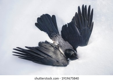 Dead Black Crow Lying On Snow