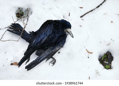 Dead Black Crow On Snow