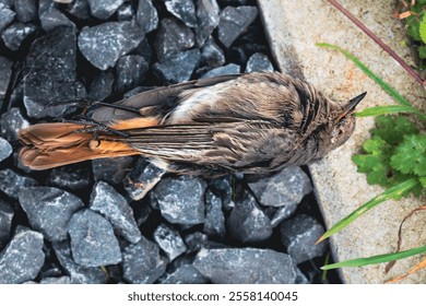 Dead black redstart bird in a garden, phoenicurus ochruros - Powered by Shutterstock