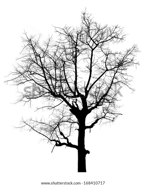 Dead Black Tree Silhouette Isolated On Stock Photo 168410717 | Shutterstock