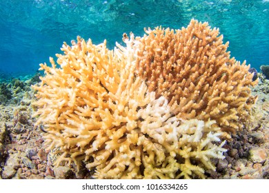 Dead Bleached Coral On The Reef