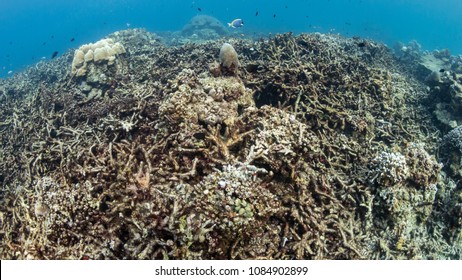 Dead, Bleached Coral Reef - Rising Sea Temperatures And Global Warming Are Killing Coral Reefs Worldwide