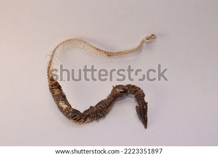 Dead blind snake isolated on white background.
Skeleton detail, Skull, spine, ribs and tail.
Exotic reptile.
Anatolian, Turkish Worm Lizard, worm snake (Blanus strauchi) Non venomous.
Dead animal