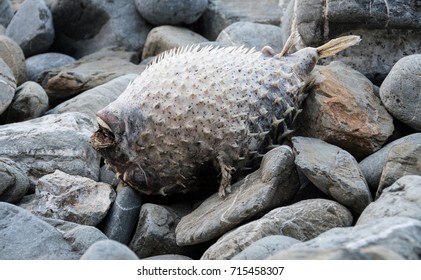 Dead Bloated Body Of Pufferfish Lying On Rocky Shore