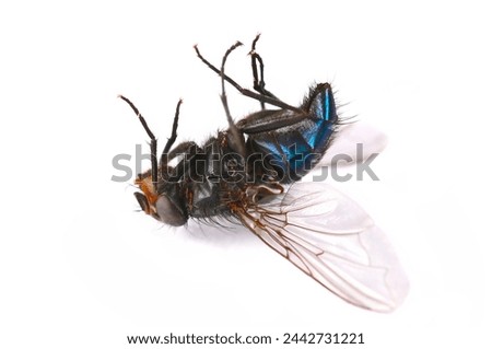 Dead blue fly isolated on white, side view