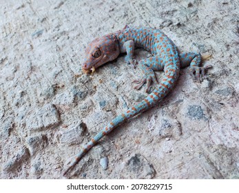 A Dead Blue Gecko With Orange Motif